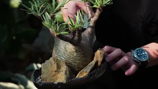 酉5PM盆景設計｜塊根植物｜旱生｜盆器｜歐陽佑其 | House Plants