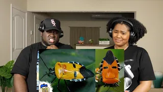 What's This!!! | 15 Weirdest Insects on Earth | Kidd and Cee Reacts