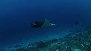 Addu Dive, GanIsland, Maldive, TScubaPit 2019