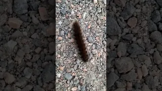 Sweet little baby  butterfly caterpillar 🐛🐛🐛🦋🦋🦋🦠🌱🍀