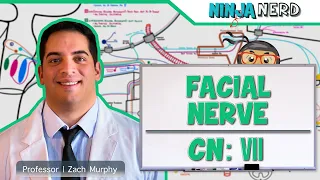 Neurology | Facial Nerve: Cranial Nerve VII