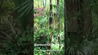 BambooUSAShop.com - Our Bamboo Babies Grow Taller