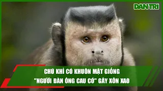 Chú khỉ có khuôn mặt giống "người đàn ông cau có" gây xôn xao #Shorts