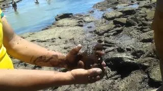 Domingo na praia, pescando siri e polvo