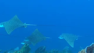 SPOTTED EAGLE RAYS FLYING IN FORMATION COZUMEL