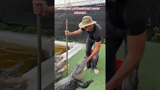 Trained professional feeds Gators