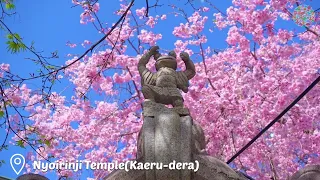 Spring scenery of Fukuoka in 2022🌸