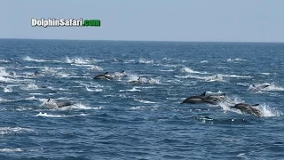 Mega-pod of Dolphins Stampede off Dana Point, California