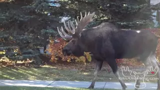 I followed this moose home from school today in Anchorage, Alaska.