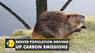 The rising population of Beavers driving up carbon emissions in Siberia | World English News | WION