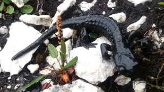 Salamandra atra, Triglav, Slovénie