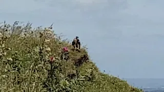 Periguine fledgling, first flight: 11 July 2020