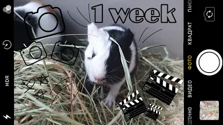 Морским свинкам 1 неделя|guinea pigs 1 week|СВИНКИ с МОРЯ
