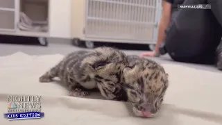 Meet The Nashville Zoo’s Clouded Leopard Cubs | Nightly News: Kids Edition