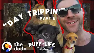 Lee Sneaks His 9 Dogs Into A Hotel — And Rescues 16 More | Ruff Life With Lee Asher