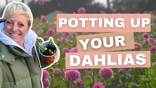 Potting up your dahlias
