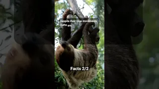 Interesting Facts About Sloths #4  #shorts