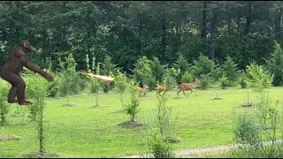CAUGHT ON FILM! Bigfoot Sasquatch Runs Three Big Whitetail Buck Deer Out Of His Fruit Orchard!