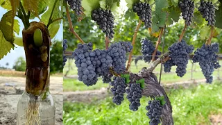 With New Technique Growing Grapes in Banana: How To Grow Grapes Fast in Banana Fruit Get Many Grapes