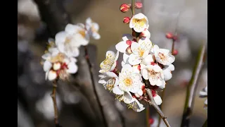 東京都調布市　神代植物公園　梅（2024年1月25日）