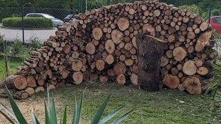 How to make a Privacy Fence out of stumps in my Garden