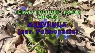 Лекарственные растения Апреля "Медуница"
