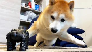 Shibe is startled by the approaching gorilla robot and refuses to interact with it again.