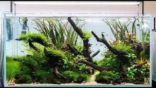 Aquascape Build Step by Step - Nature Aquarium Tutorial in an Eheim Clearscape 200 (90x50x45cm)