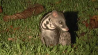 Borneo   Danum Valley   Borneo Rainforest Lodge #13 Night Safari   Malay Civet   13 May 2017