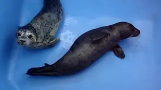 Cutest harbor seal pup EVER - 2010 - Тюлененок зовет как ребенок