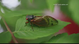 Is 2021 a cicada year? Yes, but frogs are the real noisemakers now