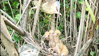 The Mother Bird, After Eating Delicious Food, She Actively Repaired The Nest