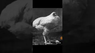 Mike The headless chicken #unbelievable#shorts