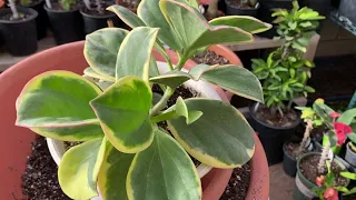 Hoya Pachyclada Variegated