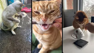 Funny and cute CATS 🐱Videos🔶 Сompilation # 31🔶