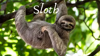 The Secret World of Sloths: Unveiling Nature's Chill Masters