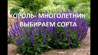 ЛУЧШИЙ МНОГОЛЕТНИК для САДА. САМЫЕ КРАСИВЫЕ низкорослые  СОРТА . НОВИНКИ!!!  ГДЕ КУПИТЬ? .