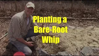 How to Plant a Bare Root whip