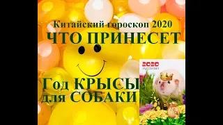 Год КРЫСЫ для СОБАКИ. Китайский гороскоп 2020. Таропрогноз