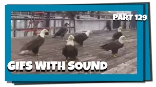 Gifs With Sound Mix - Part 129