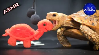 ASMR MUKBANG EATING TURTLE 🐢 Turtle Tortoise 90