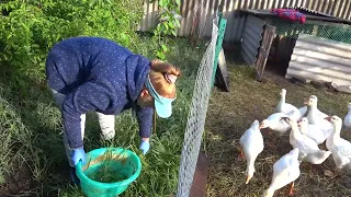 Кормлю гусей🦢 Борюсь с муравьями😎🐜 Знакомимся с ежиком🦔Такая жизнь😋😍