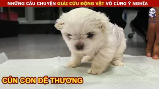 Giải Cứu Chú Cún Con Đáng Yêu Không Có Ai Chăm Sóc || Review Con Người Và Cuộc Sống (P18)