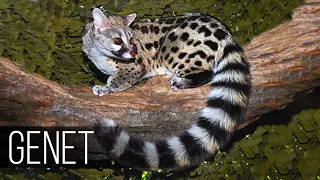 GENET is the flexibility and agility of the marten together with the habits and character of the Cat