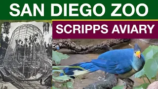 Scripps Aviary at the San Diego Zoo with Relaxing Music 4K