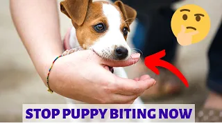 How to stop your Puppy from Biting your Hands | Little Paws Training