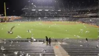 The Flock of Seagulls at AT&T Park after the San Francisco Giants - Oakland A's Preseason Game