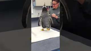 Meeting a Gentoo Penguin