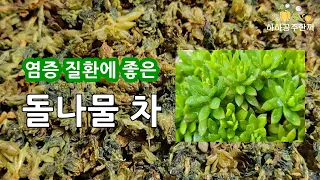 염증 질환에 좋은 돌나물차 돈나물차  1년 내내 돌나물 먹는법 # Korean traditional herb