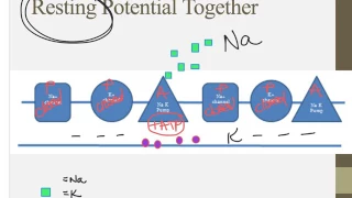 Notes for IB Biology Chapter 6.5